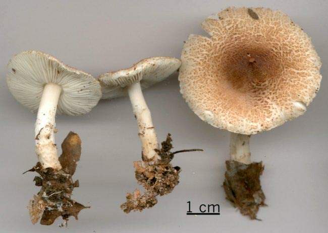 Lepiota kuehneriana